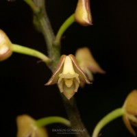Polystachya concreta (Jacq.) Garay & H.R.Sweet